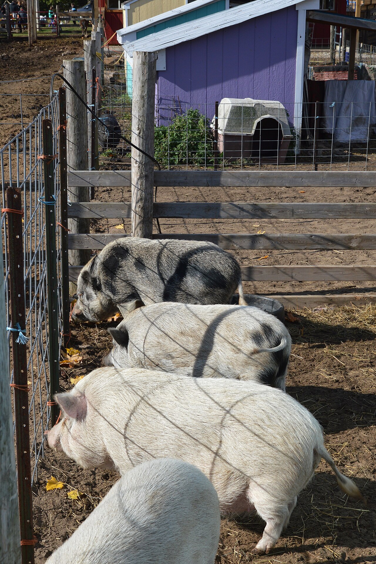 Pigs