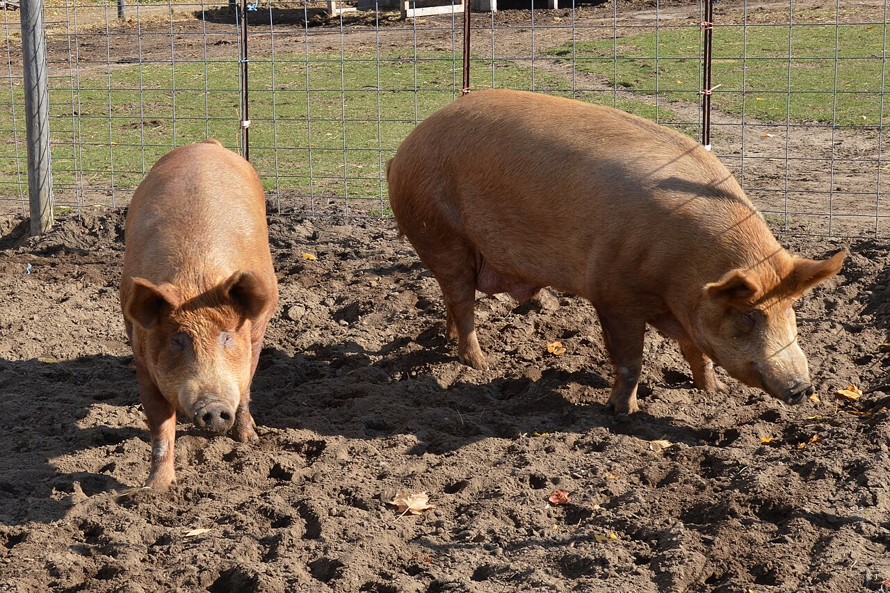 Pigs