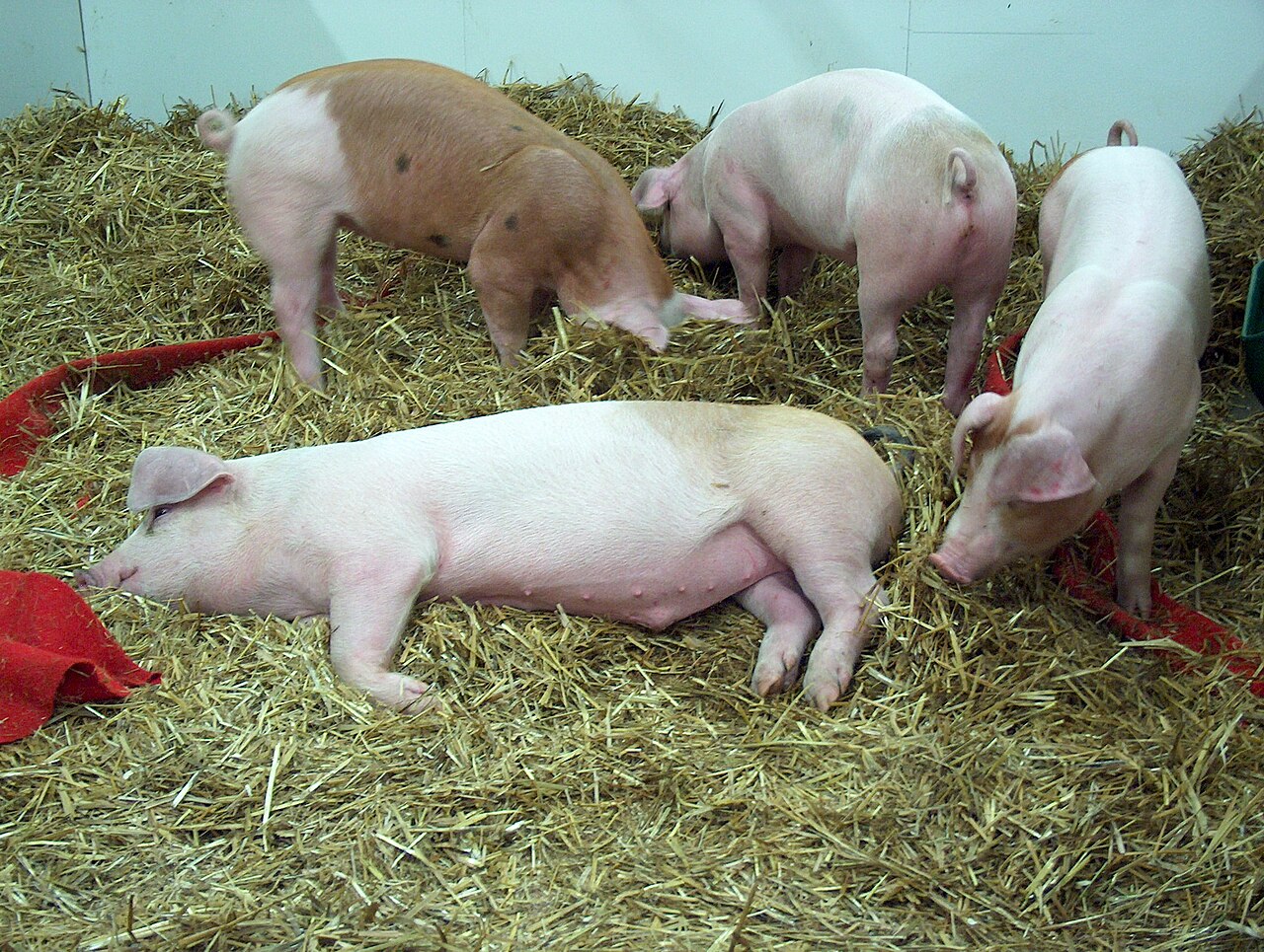 Pigs