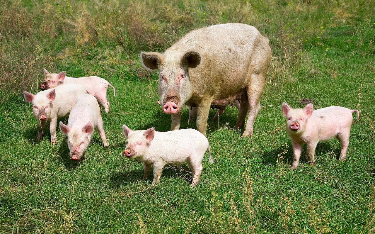 Pigs