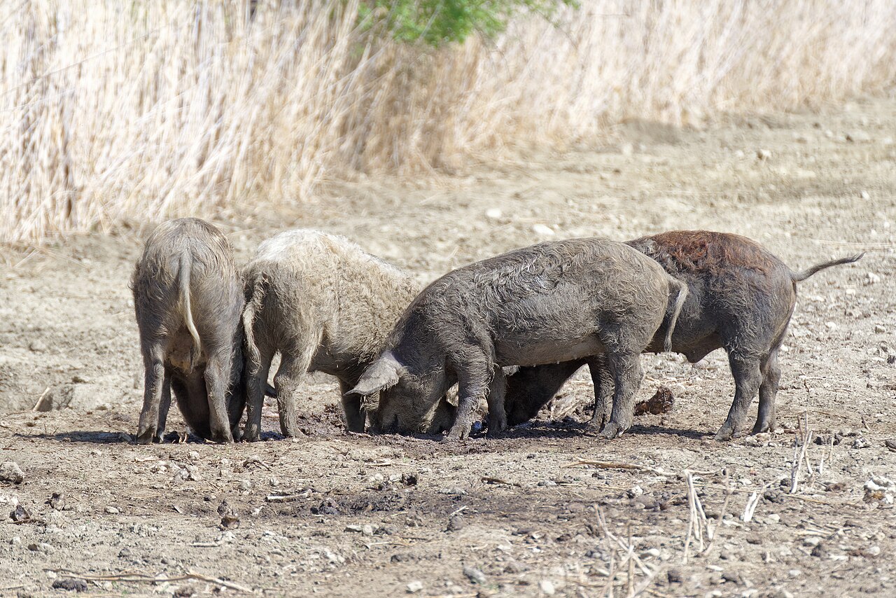 Pigs