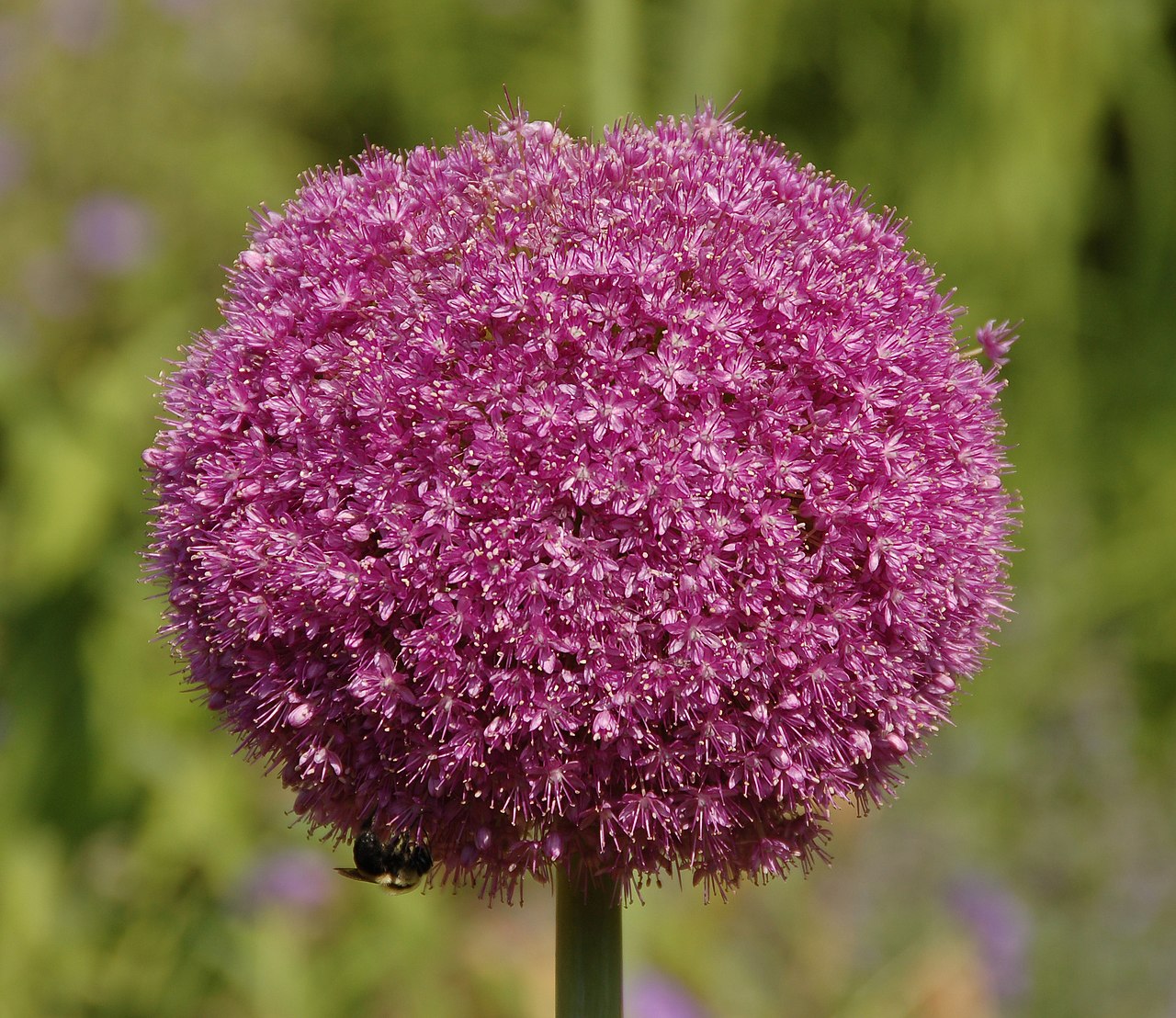 Ball