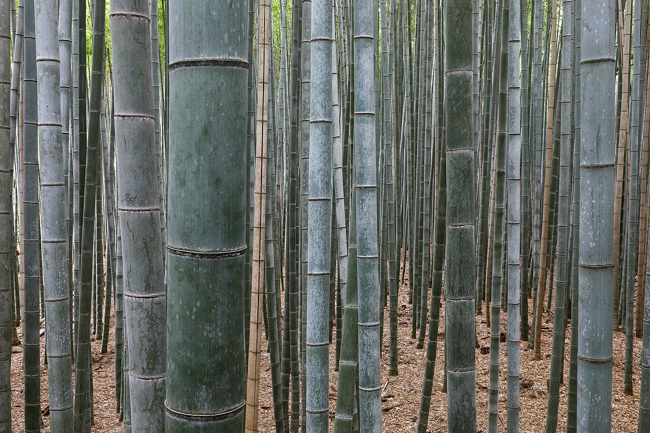 The Forest