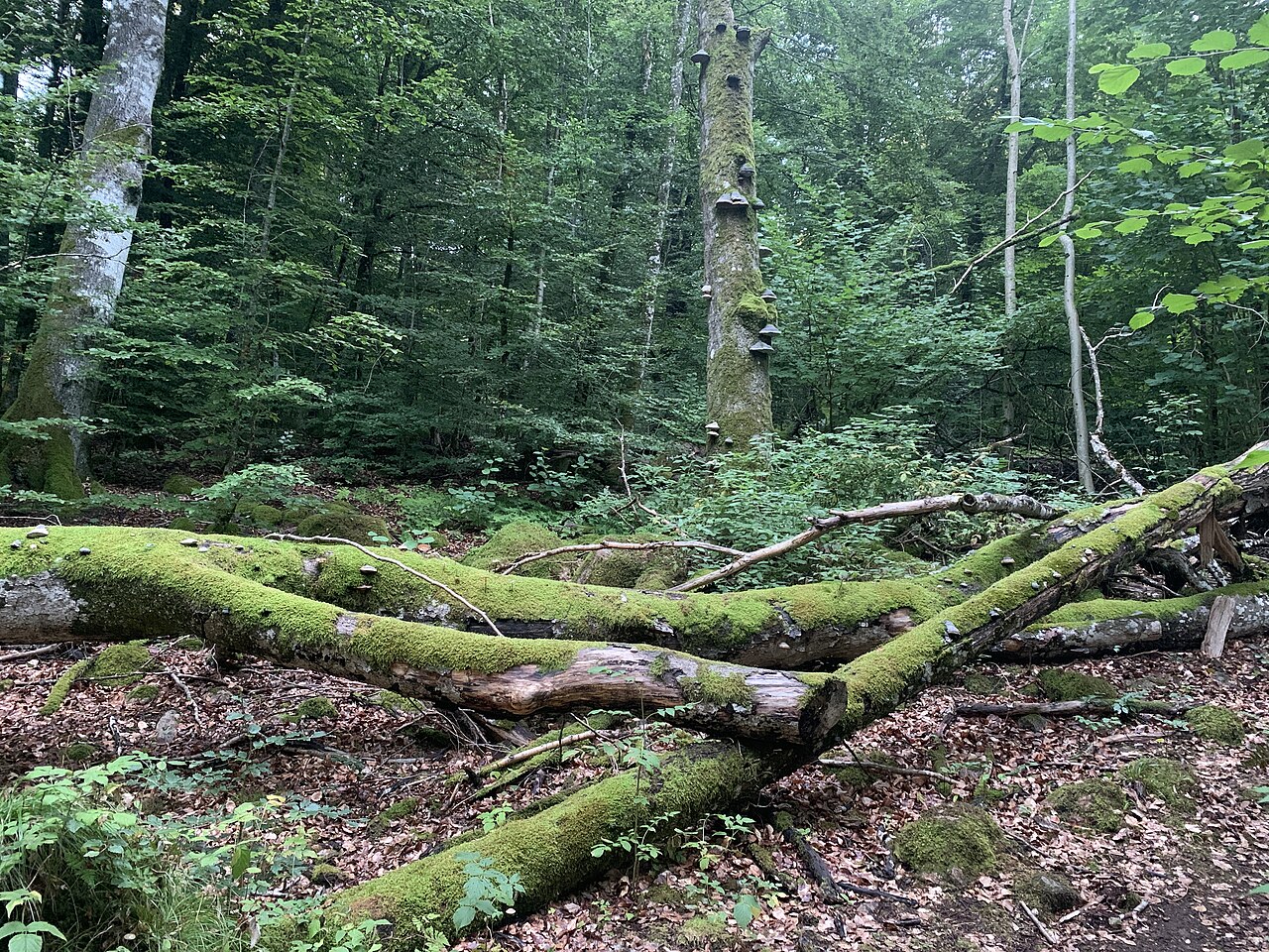 The Forest