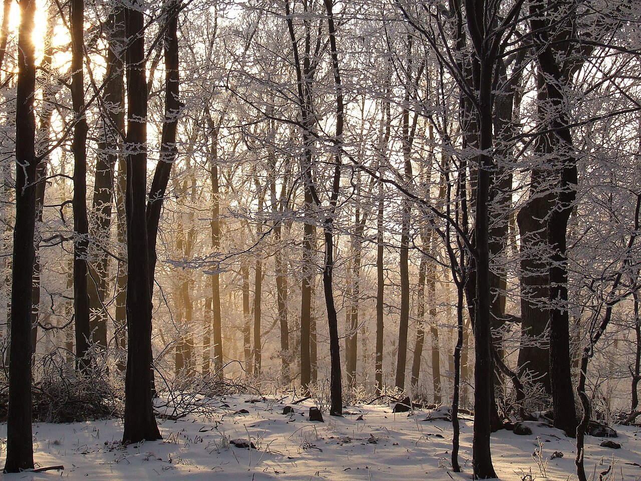 The Forest